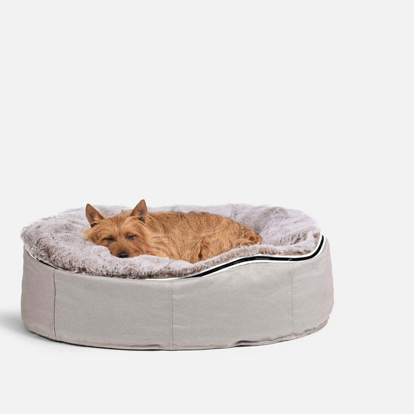 Lítill brúnn hundur liggur og hvílir sig á Ambient Lounge hundeseng Sandstorm Cappuccino, kringlóttu, mjúku, ljósgráu gæludýrarúmi á hvítum bakgrunni.