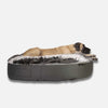 Stór brúnn hundur liggur á hliðinni á mjúkum, gráum, sporöskjulaga Ambient Lounge hundeseng XL á hvítum bakgrunni.
