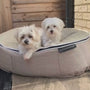 Hundeseng Sandstorm Thermo Quilt Beige M