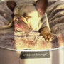 Hundeseng Sandstorm Cappuccino L